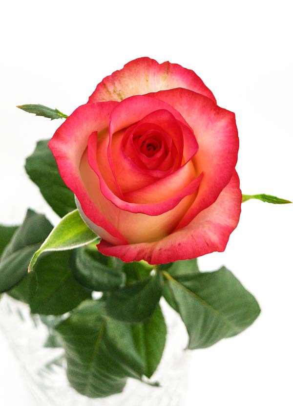 Gospodarstwo Ogrodnicze Aneta Haba - hodowla róż na kwiat cięty
