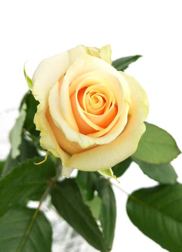 Gospodarstwo Ogrodnicze Aneta Haba - hodowla róż na kwiat cięty
